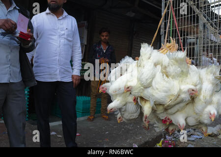 I polli vivi legato dai loro piedi e appeso in pacchi consegnati ad un mercato di carne in Bhendi Bazar, Mumbai, India Foto Stock