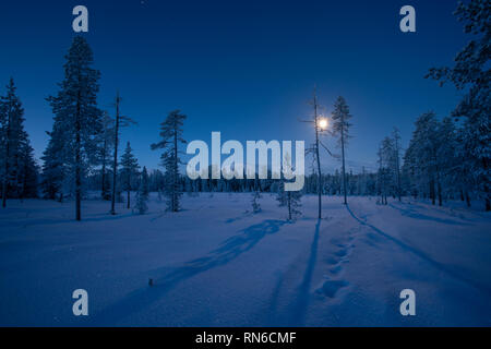 Luna splende sopra Pallas fells ombra degli alberi sulla neve fresca a notte invernale in Pallas-Yllästunturi parco nazionale in Muonio, Finlandia Foto Stock