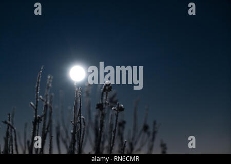 Luna risplende attraverso coperto di brina rami a notte invernale con spazio di copia Foto Stock