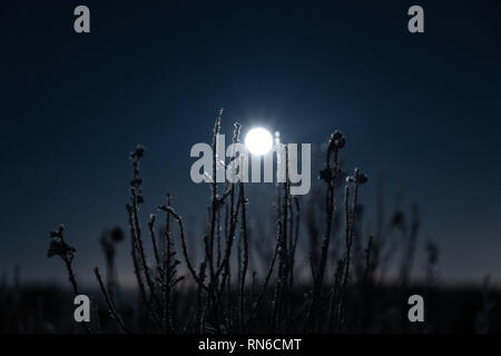 Luna risplende attraverso coperto di brina rami a notte invernale Foto Stock