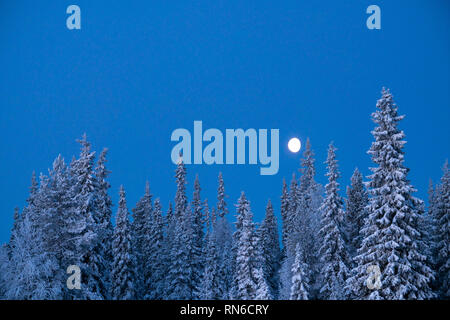 Coperta di neve spruce tree tops contro il cielo blu con una luna in inverno in Finlandia Foto Stock
