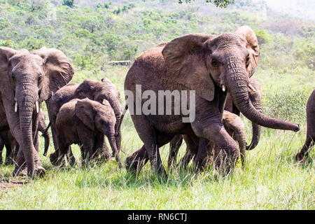 Immagine di un gruppo di elefanti schierate a piedi nel bush Africano, i piccoli sono al centro del gruppo Foto Stock