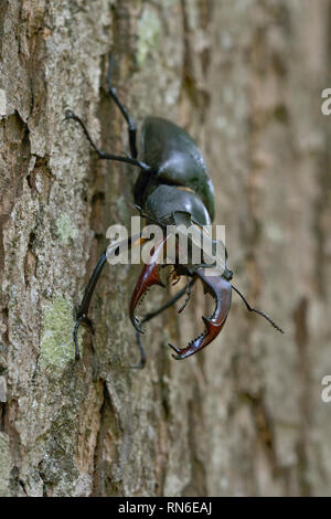 Stag Beetle / Hirschkaefer ( Lucanus cervus ), maschio, impressionante di insetto, salendo verso il basso il tronco di quercia, vista tipica, la fauna selvatica, l'Europa. Foto Stock