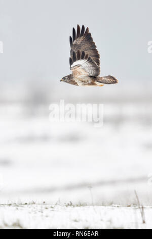 Comune Poiana / Maeusebussard ( Buteo buteo ) in inverno, volando sopra prati innevati, inizia il volo di caccia, la fauna selvatica, l'Europa. Foto Stock