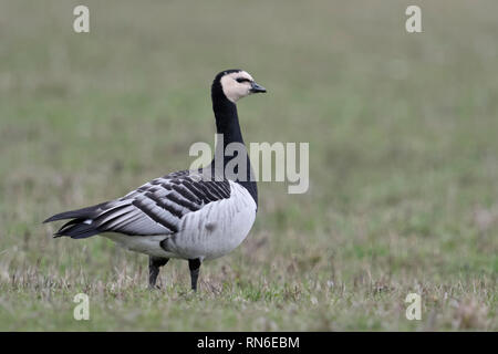 Barnacle Goose / Nonnengans ( Branta leucopsis ) in piedi su terreni agricoli, guardando attentamente, collo lungo, la fauna selvatica, l'Europa. Foto Stock