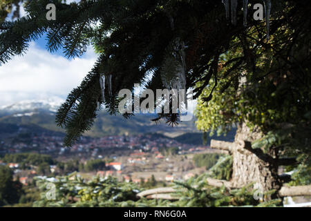 Un abete con una stalattite formata sul ramo durante la stagione invernale. In fondo è un villaggio sfocata e una montagna innevata top. Foto Stock