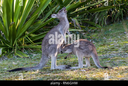 La wild famale Kangaroo alimentando il suo joey dalla custodia Foto Stock