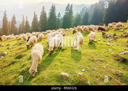 Gregge di pecore al pascolo libero nei Carpazi Foto Stock