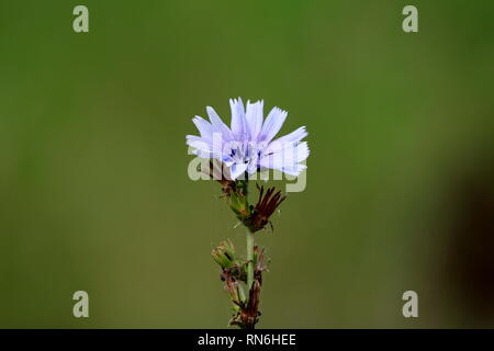 Comune o di cicoria Cichorium intybus woody perenne pianta erbacea con luminosi completamente aperto blooming fiore blu su sfondo verde scuro Foto Stock