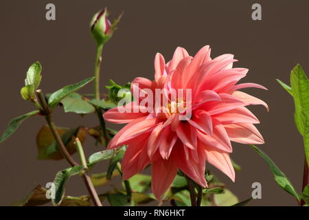 Dahlia tuberosa folte piante erbacee perenni pianta con bella completamente aperta a più livelli in fiore rosa con dei fiori giallo centrale circondato con foglie Foto Stock