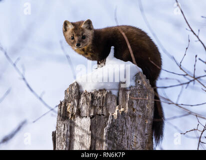 Un Americano di martora (Martes americana) seduto sulla cima coperta di neve ceppo di albero. Duluth, Minnesota, Stati Uniti d'America. Foto Stock