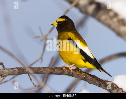 Un colorato maschio Grosbeak serale (Coccothraustes vespertinus) appollaiato su un albero. Minnesota, Stati Uniti d'America. Foto Stock