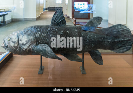 Campione di esemplare di Coelacanthus (Latimeria chalumnae) nel display. Il Field Museum, Chicago, Illinois, Stati Uniti d'America. Foto Stock