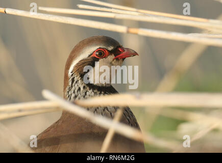 Un colpo alla testa di un grazioso Red-Legged Pernice, Alectoris rufa, nascondendo in erba lunga. Foto Stock