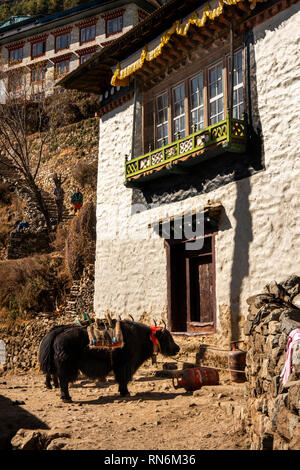 Il Nepal, Namche Bazaar, yak decorate con i cavi elettrici di seguito tradizionalmente concepito casa locale Foto Stock