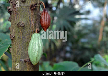 Close up delle fave di cacao su Malvacea Theobroma Cacao albero impianto utilizzato per la produzione di cioccolato Foto Stock