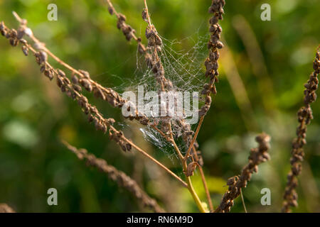 Ragnatela su un ramo di una pianta in autunno mattina Foto Stock