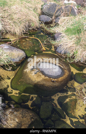 Giant's Causeway parco paesaggio, ambiente marino, Irlanda del Nord Europa Foto Stock