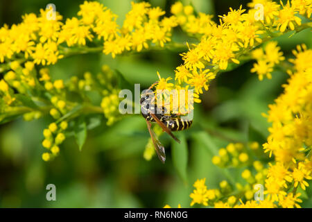 Una grande Ape raccoglie il nettare dai fiori su una grande fioritura boccola gialla. Foto Stock