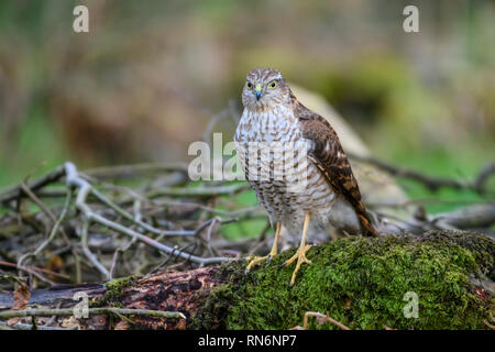 Giovani, Sparviero Accipiter nisus, Dumfries & Galloway, Scozia Foto Stock