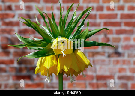 Fiori gialli di Fritillaria Imperialis (corona imperiale) Foto Stock