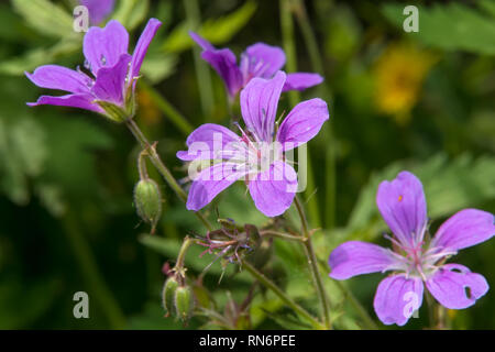 Diffondere la Campanula (Campanula patula) giorno di estate in giardino Foto Stock