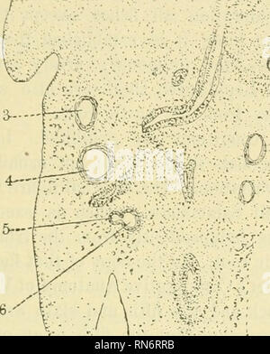 . Anatomischer Anzeiger. Anatomia, comparativo, Anatomia, comparativo. Quinto 293 giorni di sviluppo. Il suo periodo di esistenza è molto più succinto tlian tliat degli altri archi aortica e anche esso è soggetto ad una maggiore variazione individuale. In quanto non può essere trovato in molte serie. Fig. 3.. Si prega di notare che queste immagini vengono estratte dalla pagina sottoposta a scansione di immagini che possono essere state migliorate digitalmente per la leggibilità - Colorazione e aspetto di queste illustrazioni potrebbero non perfettamente assomigliano al lavoro originale. Anatomische Gesellschaft. Jena : G. Fischer Foto Stock