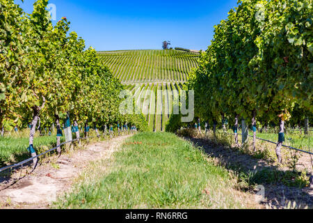 Vista sui vigneti nel distretto di Marlborough dell'Isola Sud della Nuova Zelanda Foto Stock