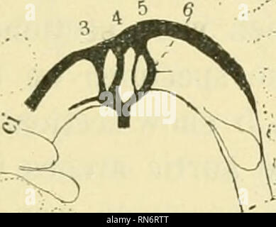 . Anatomischer Anzeiger. Anatomia, comparativo, Anatomia, comparativo. 291 sezioni. Mentre non vi è pericolo che molto bene le navi possono essere uninten- tionally rimosso durante il processo di dissezione, che può essere deter- minate da un esame delle sezioni di un controllo a campione della stessa età, e un vero e proprio la dissezione darà più affidabile immagini di la maggior parte realizzati con cura la ricostruzione. Completare quattro archi aortica la terza, la quarta, la quinta e la sesta sono presenti su entrambi i lati dell'embrione. La sesta arcata è curvo caudad, e l'arteria polmonare è dato il suo margine posteriore circa a metà strada Foto Stock