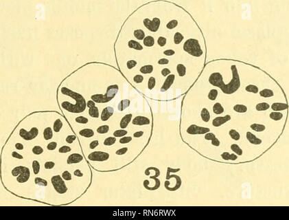 . Anatomischer Anzeiger. Anatomia, comparativo, Anatomia, comparativo. Fig. 34. Più tardi prophase di seconda divisione di maturazione. Tlie celle rappresentano una coppia di cellule figlie di un primario spermatocyte, uno con l'altro bloccaggio del ac- cessory cromosoma. Fig. 35. La metafase i gruppi di quattro contigui spermatocytes secondario, due con 18 cromosomi tra cui una a forma di U grande cromosoma accessorio e due con 17 o- dinary cromosomi. In figura 35 sono mostrate le piastre equatoriale di quattro contigua se- condary spermatocytes in metafase. Essi sono senza dubbio le coppie di cellule figlie di una coppia di prim Foto Stock