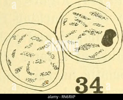 . Anatomischer Anzeiger. Anatomia, comparativo, Anatomia, comparativo. 291 Parete e caratterizzato dal profilo aguzzo e colorazione intensa capacità (Figg. 31-33). Immediatamente il spermatocyte secondario entra all'prophase della seconda divisione di maturazione. Il reticolo nucleare passa attraverso la fine, grossolana e segmentati spireme stadi. Ob- cedenza, poiché il cromosoma accessorio passò indivisa ad un polo durante la precedente divisione di maturazione solo uno di le risultanti cellule figlia può contenere questo corpo. Una coppia di tali cellule figlia è mostrato in figura 34. Ovviamente di nuovo, queste cellule Foto Stock