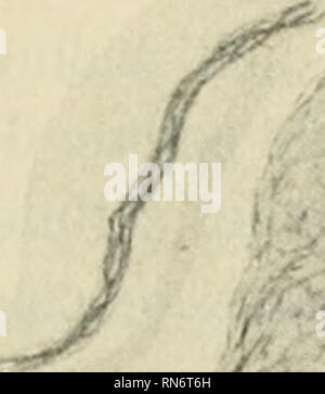 . Anatomischer Anzeiger. Anatomia, comparativo, Anatomia, comparativo. 231 mono una colorazione veramente elettiva e non si possono seguire nella loro parque continuita (fig. 3a). b) cellule gangliari di piccole dimensioni che per il modo parteci- colare di comportarsi delle fibrille in esse contenute, presentano uno. #•. Si prega di notare che queste immagini vengono estratte dalla pagina sottoposta a scansione di immagini che possono essere state migliorate digitalmente per la leggibilità - Colorazione e aspetto di queste illustrazioni potrebbero non perfettamente assomigliano al lavoro originale. Anatomische Gesellschaft. Jena : G. Fischer Foto Stock