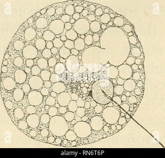 . Anatomischer Anzeiger. Anatomia, comparativo, Anatomia, comparativo. 484 hellen Blasen hie und da Klumpen eines verdichteten stark, intensiv färbbaren oder auch plasmi unveränderten schwimmen. Man Setzt die Eier der Zentrifuge aus, auf einem Stadium, wo die Spermastrahlung ihr massimo erreicht hat, resp. die Amphiaster- bildung beginnt, così ist der erste auf die Zentrifuge reagierende Zell- bestandteil die achromatische figura resp. die Strahlung. Es ist mir in zwei Ver- suchen gelungen, in vivo in zahlreichen Eiern eine deutlich wirbelartige deforma- zione der Spermastrahlung zu konstatieren; ho Foto Stock