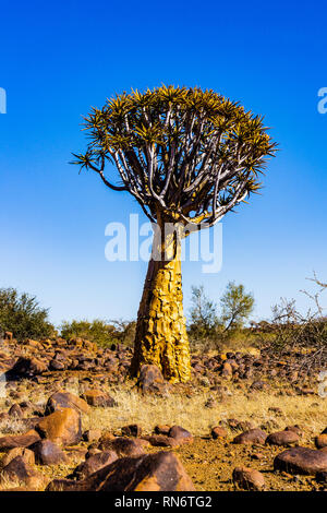 Faretra tree (Aloe dichotoma) all'inizio. La luce del mattino, Namibia, Sud Africa, in estate Foto Stock