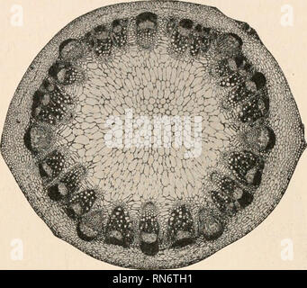 . L'anatomia di piante legnose. Botanica -- anatomia. Le piante erbacee infestanti dicotiledoni 401. FIG. 278.-sottile regione superiore dello stelo di H. hirsutiis. andando, ma la topografia è radicalmente diverso. Qui le tracce fogliare, anziché limitarsi a piedi a filo con la superficie del cilindro, come nella regione superiore del più woody herbace- unità organizzative tipi, sono actu- alleato straordinario, o salienti e. Come conseguen- quence di questa situa- zione la foglia tracce non corrispondono più alle depressioni dello stelo, ma in realtà stanno alla base di rilievi sulla sua superficie. Questa condi- zione è infatti altamente caratteristici dell'ex- treme Foto Stock