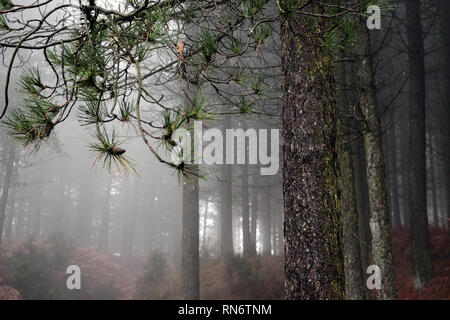 Portoghese boschi di pino in una tarda a pioggia e nebbia sera; concentrarsi sulla pigne nelle quali, aghi di pino e gocce di pioggia in primo piano sulla parte superiore, a sinistra sid Foto Stock