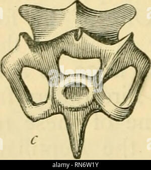 . La vita antica storia della terra; uno schema globale dei principi e i principali fatti della scienza paleontologica. Paleontologia. . Si prega di notare che queste immagini vengono estratte dalla pagina sottoposta a scansione di immagini che possono essere state migliorate digitalmente per la leggibilità - Colorazione e aspetto di queste illustrazioni potrebbero non perfettamente assomigliano al lavoro originale. Nicholson, Henry Alleyne, 1844-1899. Edinburgh, Londra, Blackwood Foto Stock