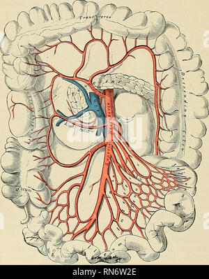 . Anatomia, descrittivo e applicata. Anatomia. 666 I SISTEMI VASCOLARI inferiore arteria mesenterica {a. mesenterica inferiore) (Figg. 466 e 471) alimenta il colon discendente, la flessura sigmoidea del colon, e la maggior parte del retto. Essa è più piccola della mesenterica superiore e nasce dalla parte anteriore e verso il lato sinistro della aorta, tra uno e due pollici al di sopra della divisione della nave in iliacs comune. Esso passa verso il basso e verso sinistra fossa iliaca e poi scende tra gli strati del mesoretto, nel bacino, sotto il nome di hemorrhoid superior Foto Stock