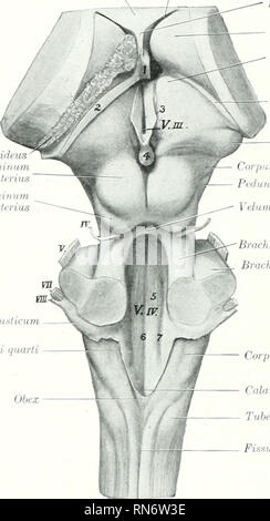 . L'anatomia di animali domestici. Anatomia Veterinaria. 778 DEL SISTEMA NERVOSO DEL CAVALLO A tho TocniPntum del oorobral peiluiiole, il hypotlialamic rogidii. :MA tlio talamo. Dopo il ])r,liiiMl.&GT; ,lisai)|ii-ar uii.li r il cnipora (iuaih"ii;i'iiiina, tlipy io-io&GT;iiry r :,iiil molti di loro fibre intfirii.--, iniiniiiLi ill'' decussation dei peduncoli anteriore. Un (uii.-i.lii alilr numero di fibre fine in iln- nurl.-u.s ruljer. Là inipubse^Io sono trau-snuttcd in iwn iliirrii.iii-: primo, da thalamo- fibre corticali alla corteccia cerebrale; secondo, dall'rubro-tratto spinale Foto Stock