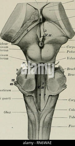 . L'anatomia di animali domestici. Anatomia Veterinaria. 778 DEL SISTEMA NERVOSO del cavallo al tPsmpiitum del podunele cerebrale. tlie liy]intlialamic regione e il talamo. Dopo tlic ])rihiii(li scomparire sotto thi&GT; (-(jrpora (luadriKi'inina, essi convergono e molti di loro fibre intercross, formando il decussation dei peduncoli anteriore. Un numero considerevole di fibre fine nel nucleo tlic ruber. Là sono inipuUes trausmitteLl in due direzioni: in primo luogo, da thalamo- fibre corticali alla corteccia cerebrale; secondo, dall'rubro-tratto spinale attraverso il cervello di stelo e laterale a C Foto Stock