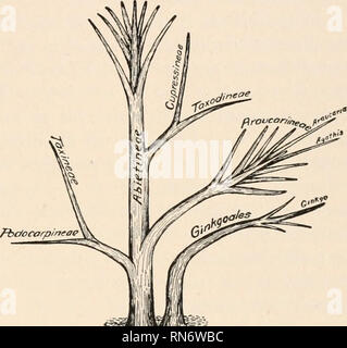 . L'anatomia di piante legnose. Botanica -- anatomia. CONIFERALES 355 tempo presente. Disegni albero genealogico (Fig. 254) renderà chiaro le viste come la sequenza e le affinità sviluppato nei precedenti paragrafi del presente capitolo. Le Cordaitales del Paleozoico servire come punto di partenza, e da essi sono stati ricavati due stock associativo-l'Coniferales e il Ginkgoales. Questi ultimi hanno sofferto molto di estinzione e fine nella presente epoca nella suola genere superstite, Ginkgo. Il Abietineae in precedenza era Mesozoica tempo diede origine alla Araucariineae, che fiorì notevolmente in la Foto Stock