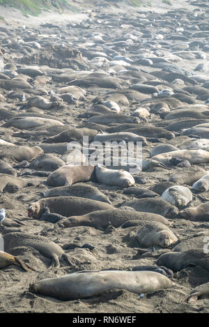 Guarnizione di elefante rookery su Piedra Blancas spiaggia di Big Sur California USA Pacific Leoni di Mare Foto Stock