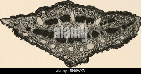 . L'anatomia di piante legnose. Botanica -- anatomia. CONIFERALES 339 il rapporto di Pinus agli altri Coniferales. Un eccellente illustrazione del valore di prova anatomica in caso di questo problema è arredata da interessanti taxodineous genere Sequoia. Il Taxodineae nonché la quasi allied Cupres- sineae sono caratterizzati dal punto di vista anatomico da parte dell'organizzazione del cono femmina e la struttura del legno. La bilancia del cono sono solo superficialmente, ma in sezione che mostra la presenza di una doppia serie di contrapposti orientato fasci fibro-vascolare, indicando così il Foto Stock