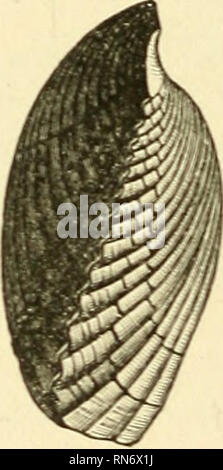 . La vita antica storia della terra; uno schema globale dei principi e i principali fatti della scienza paleontologica. Paleontologia. . Si prega di notare che queste immagini vengono estratte dalla pagina sottoposta a scansione di immagini che possono essere state migliorate digitalmente per la leggibilità - Colorazione e aspetto di queste illustrazioni potrebbero non perfettamente assomigliano al lavoro originale. Nicholson, Henry Alleyne, 1844-1899. New York, A. L. Fowle Foto Stock