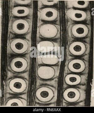 . L'anatomia di piante legnose. Botanica -- anatomia. CONIFERALES 327 caratteristica della somiglianza con cordaitean form è la mancanza di un toro nelle membrane delle buche bordate di tracheids adiacente al primario di legno. In questo caso la situazione è esattamente il contrario di quello che si trova nel caso dell'araucarian conifere. FIG. 235.-fortemente ingrandita del tracheids di una specie di pino, che mostra le barre di Sanio (dopo Gerry). in cui il toro è talvolta presente nella regione vicino al xilema primario del legno del cono asse ed è del tutto assente altrove. L organizzazione Foto Stock