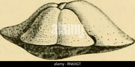 . La vita antica storia della terra; uno schema globale dei principi e i principali fatti della scienza paleontologica. Paleontologia. . Si prega di notare che queste immagini vengono estratte dalla pagina sottoposta a scansione di immagini che possono essere state migliorate digitalmente per la leggibilità - Colorazione e aspetto di queste illustrazioni potrebbero non perfettamente assomigliano al lavoro originale. Nicholson, Henry Alleyne, 1844-1899. Edinburgh, Londra, Blackwood Foto Stock