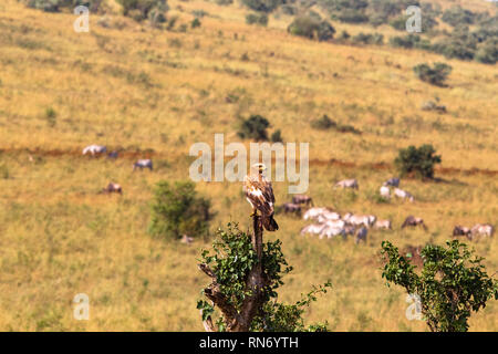 Steppa eagle sull'albero. Masai Mara, Kenya Foto Stock