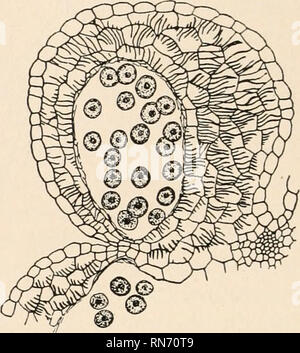 . L'anatomia di piante legnose. Botanica -- anatomia. FIG. 164.-Sporangia di tulip e caprifoglio parete, non hanno più alcun rapporto con i fasci fibro-vascolare del filamento. Nel caso di angiosperme il rapporto una volta esistente tra il sistema fibro-vascolare e l'apertura mechan-ISM è stato apparentemente persa. L'apparecchiatura dehiscing è tuttavia ancora in buono stato di sviluppo e a questo proposito contrasta con la situazione presentata dalla Gnetales e la maggiore Coniferales. La struttura delle pareti del microsporangia delle piante vascolari da Ginkgo verso l'alto è altamente inte Foto Stock