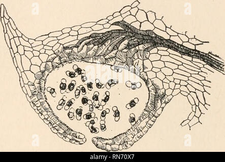 . L'anatomia di piante legnose. Botanica -- anatomia. Il MICROSPORANGIUM 219 microsporophyll. Come nel Ginkgo, la transizione dalla Mechan- tessuto ical per l'tracheids del bundle fibro-vascolare viene effettuato mediante elementi di trasfusione. Un interessante differenza tra la situazione riscontrata in Ginkgo e quello illustrato nel Abietineae e altre conifere è il fatto che gli elementi meccanici che invadono l'epidermide in Pseudolarix, ma non riescono a farlo in più primitiva genere. In altri membri della Abietineae, particolarmente nel caso in cui la parete del sporangium è molto sottile, il tessuto meccanico beco Foto Stock