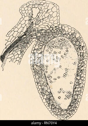 . L'anatomia di piante legnose. Botanica -- anatomia. 2l8 L'Anatomia di piante legnose ispessimenti nelle loro pareti, somigliante, infatti, breve tracheids con ispessimenti reticolare. Seguendo la massa di mechan reticolare- celle di ical all'estremità prossimale del sporangium troviamo che esse sono continue e pass da transizioni impercettibili nella trasfusione elementi relativi ai fasci fibro-vascolare dell'sporophyll. In Ginkgo è evidente che il meccanismo di apertura della sporangium è un derivato del sistema fibro-vascolare, e non prendere la sua origine da cellule del epider Foto Stock